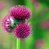 Cirsium rivulare Atropurpureum