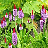 Primula vialii Vials primrose