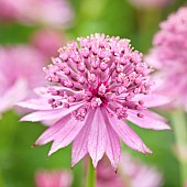 Astrantia major Roma masterwort