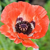 Oriental Poppy Papaver orientale Picotee