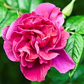 Rosa gallica Officinalis Apothecarys Rose