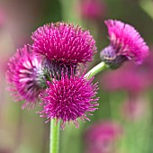 Cirsium rivulare perennial erect steam bear deep crimson-purple to purple flowerheads early summer in June at Wilkins Pleck (NGS) Garden Whitmore Staffordshire Midlands England UK