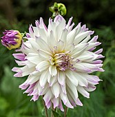 White semi cactus Dahlia tinged lilac