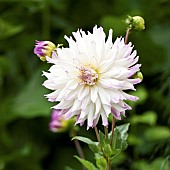 White semi cactus Dahlia tinged lilac