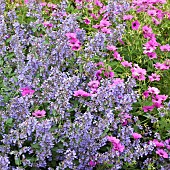 Nepeta Six Hills Giant Geranium Ann Folkard