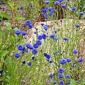 Centaurea cyanus Blue-bottle cornflower