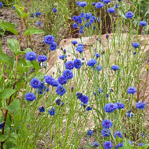 Centaurea_cyanus_Bluebottle_cornflower