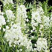 Delphinium Butterball