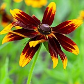 Plant portrait of Rudbeckia hirta, or Gloriosa Daisy, is a hairy, nonrhizomatous biennial or short lived perennia lsummer in August at Wilkins Pleck (NGS) Garden Whitmore Staffordshire