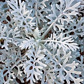 Photograph of grey silver foliage of garden plant