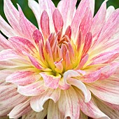 Plant portrait of Dahlia in summer