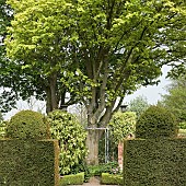 Shaped Yew hedges, mature trees and shrubs