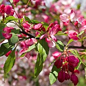 Malus Apple Blossom