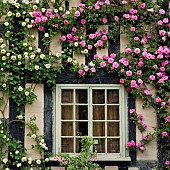 Rosa Rose Zéphirine Drouhin