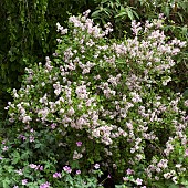 Syringa meyeri Palibin