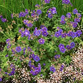 Londons Pride Geranium and Iris sibirica