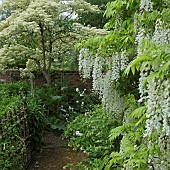 Climber Wisteria sinensis Alba Chinese wisteria