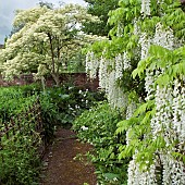 Climber Wisteria sinensis Alba Chinese wisteria