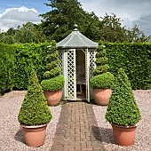 Pyramid and twisted box Buxus microphylla