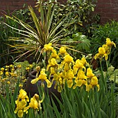 Deep yellow tall bearded Iris with Phormium Wings of Gold