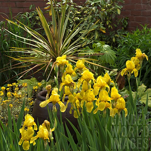 Deep_yellow_tall_bearded_Iris_with_Phormium_Wings_of_Gold