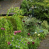 Border of herbaceous perennials, mature shrubs and trees