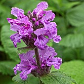 Lamium maculatum Dead Nettle