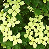 Cornus jousa Chinensis Dogwood