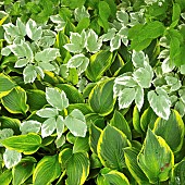 Aegopodium podagraria Variegatum Ground Elder and Hosta