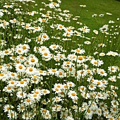 Leucanthemum vulgare Ox-eye Daisy Marguerite