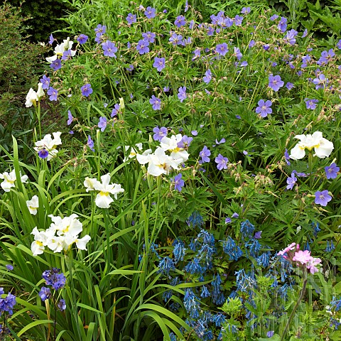 Perennials_in_border_late_spring_include_Hardy_Geranium_Johnsons_Blue_and_Iris_Dreaming_Yellow_at_Wo