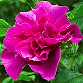 Rose Rosa Rugosa