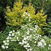 Philadelphus Virginalis Mock Orange