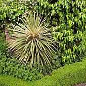 Persian Ivy Hedera colchica Sulphur Heart Cordyline australis Torbay Dazzler