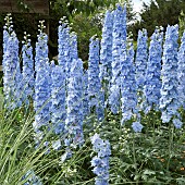 Delphinium Summer Skies Larkspur