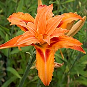 Hemerocallis Torpoint Daylily everygreen perennial double orange flowers at Wollerton Old Hall (NGS) Market Drayton in Shropshire midsummer July