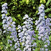 Delphinium Highlander Double Moonlight