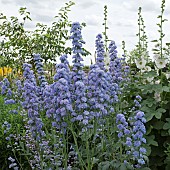 Delphinium Highlander Double Moonlight