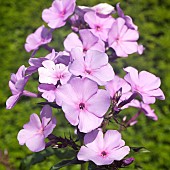 Herbaceous perennial Phlox paniculata Garden Phlox