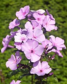 Herbaceous perennial Phlox paniculata Garden Phlox