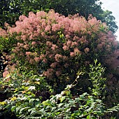 Cotinus coggygria Smoke Bush