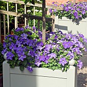 Annual Petunia surfinia Sky Blue