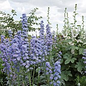 Delphinium Highlander Double Moonlight