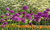 Allium Purple Sensation