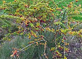 Berberis sp. Barberry