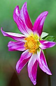 Cartwheel Dahlia Honka