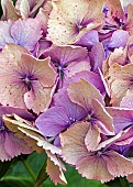 Hydrangea macrophylla