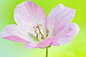 Geranium oxonianum Wargrave Pink