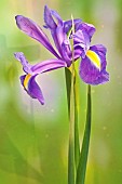 Iris Sibirica - Siberian Flag