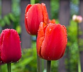 Tulipa Red Impression Tulip Darwin Hybrid